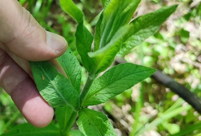 Lysimachia vulgaris, photographed by Yurii Basov