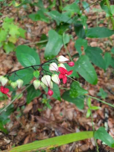Clerodendrum thomsoniae, photographed by Brandon Evans