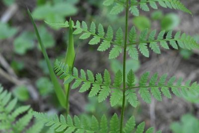Dryopteris carthusiana, photographed by Марина Садыкова