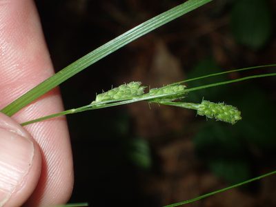 Carex swanii, photographed by John Baur