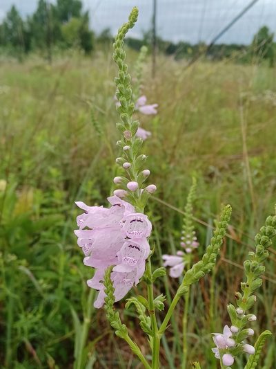 Physostegia angustifolia, photographed by David Matthew