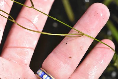 Potamogeton trichoides, photographed by Марина Садыкова