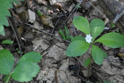 Lysimachia europaea, photographed by Марина Садыкова