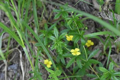 Potentilla erecta, photographed by Марина Садыкова