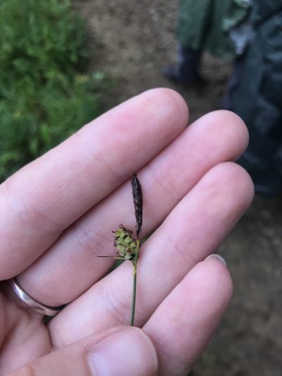 Carex tomentosa, photographed by Yuliana Leshchenko