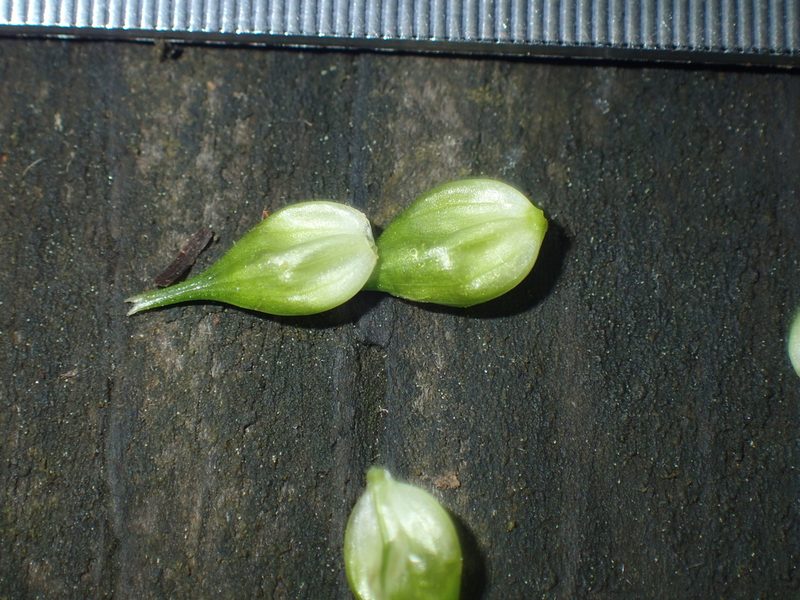Carex bullata, photographed by John Baur