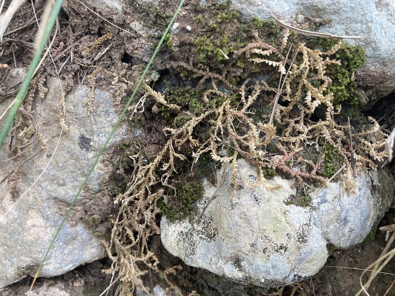 Selaginella denticulata, photographed by Marc Riera