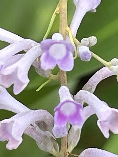 Buddleja lindleyana, photographed by Ingolf Askevold