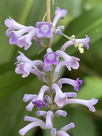 Buddleja lindleyana, photographed by Ingolf Askevold