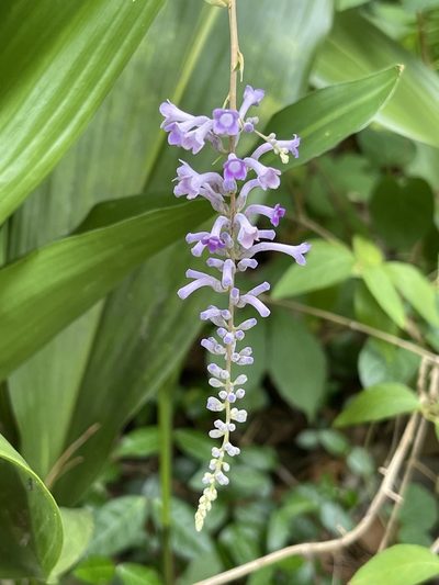 Buddleja lindleyana, photographed by Ingolf Askevold