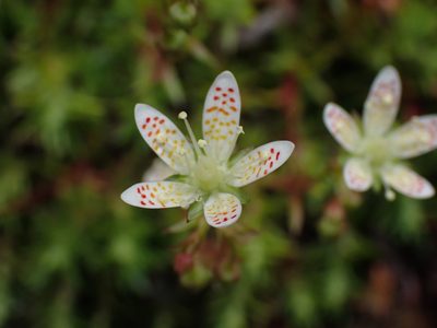 Saxifraga bronchialis, photographed by Shane Johnson