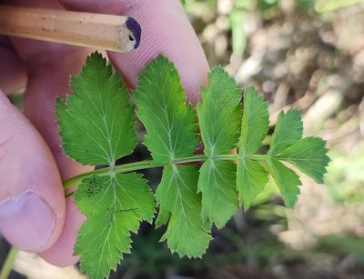 Pimpinella saxifraga, photographed by Yurii Basov