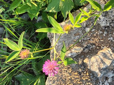 Trifolium medium, photographed by alcesevropsky