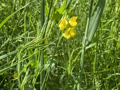 Lathyrus pratensis, photographed by David Lazarus