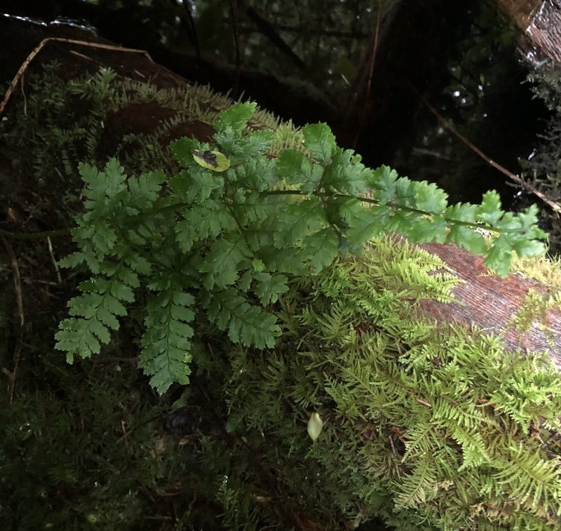 Dryopteris expansa, photographed by Hannah Hickli