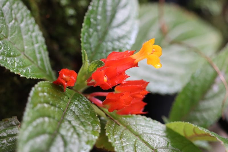 Chrysothemis pulchella, photographed by Martha Lucia Ortiz-Moreno