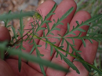 Descurainia incisa, photographed by Shane Johnson