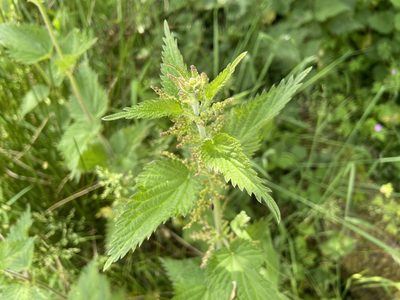 Urtica dioica, photographed by Rich Cassidy