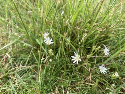Stellaria graminea, photographed by Lee