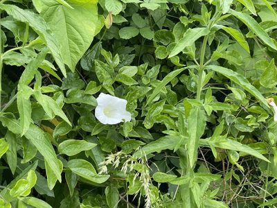 Calystegia silvatica, photographed by David Lazarus