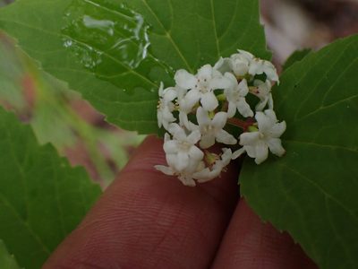 Viburnum edule, photographed by Shane Johnson