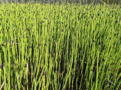 Equisetum fluviatile, photographed by Todd Boland