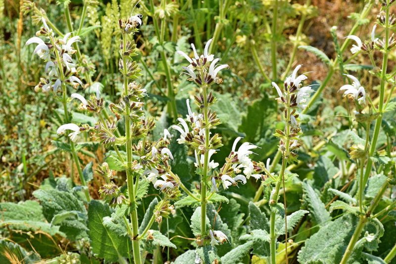 Salvia argentea, photographed by Kostas Zontanos