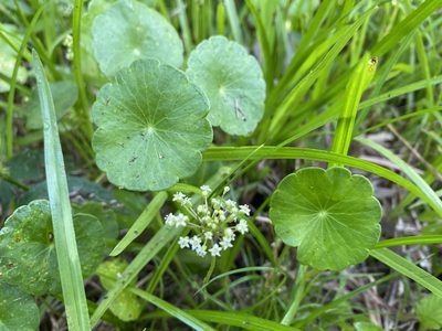 Hydrocotyle umbellata