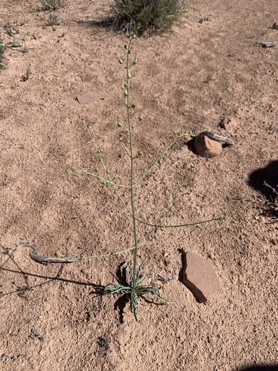 Frasera paniculata, photographed by Kenzie Anderson-Bell