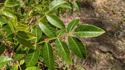 Rhus copallinum, photographed by Joseph Aubert