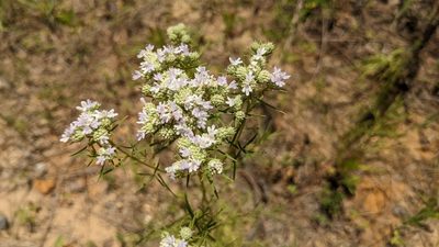 Pycnanthemum tenuifolium, photographed by Joseph Aubert