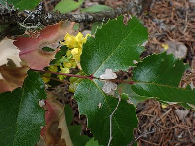 Berberis aquifolium, photographed by Shane Johnson