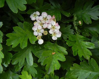Crataegus monogyna, photographed by Jon Mortin