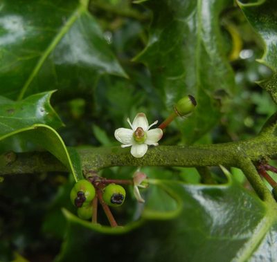 Ilex aquifolium, photographed by Jon Mortin