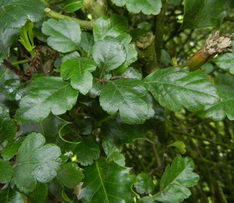 Crataegus laevigata, photographed by Jon Mortin