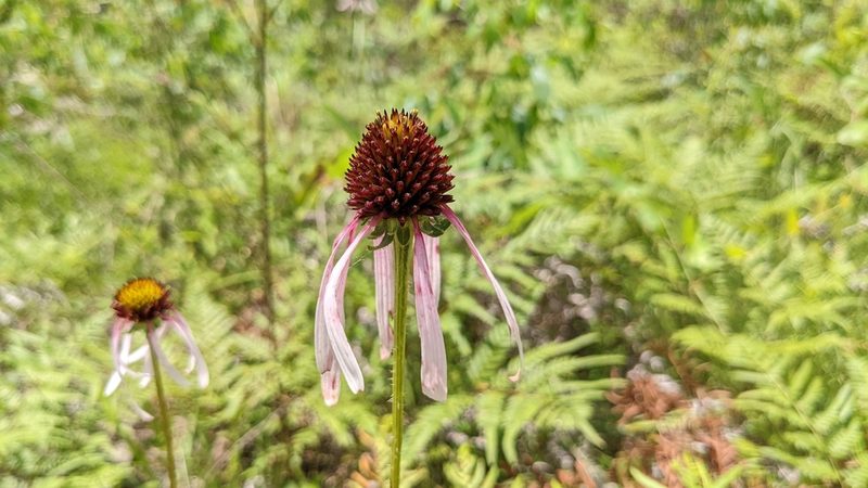 Echinacea sanguinea, photographed by Joseph Aubert