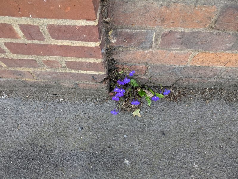 Lobelia erinus, photographed by Piermario Maculan