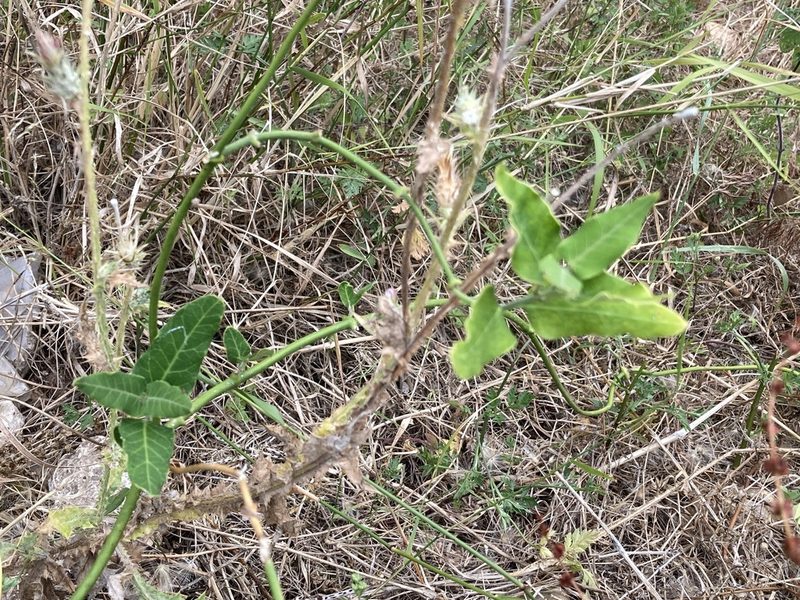 Araujia sericifera, photographed by Marc Riera
