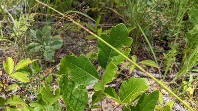 Toxicodendron pubescens, photographed by Joseph Aubert