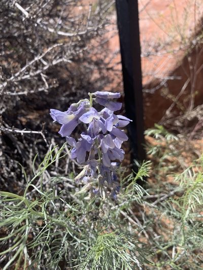 Sophora stenophylla, photographed by Kenzie Anderson-Bell