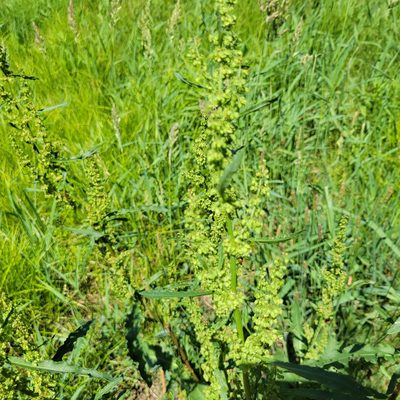 Rumex crispus, photographed by Matt Pelikan