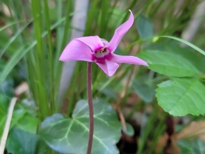 Cyclamen purpurascens, photographed by Elias