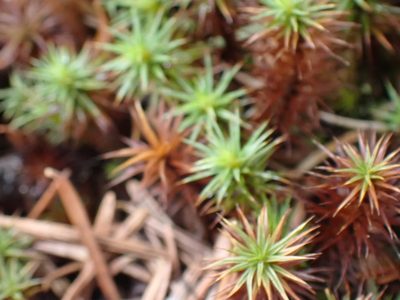 Polytrichum juniperinum, photographed by Shane Johnson