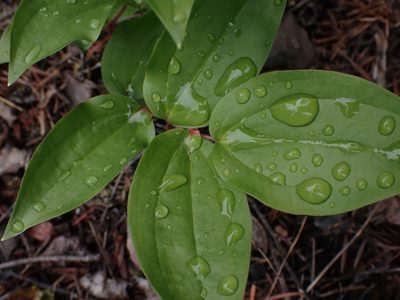 Prosartes trachycarpa, photographed by Shane Johnson