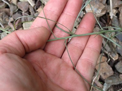 Crepis atribarba, photographed by Shane Johnson