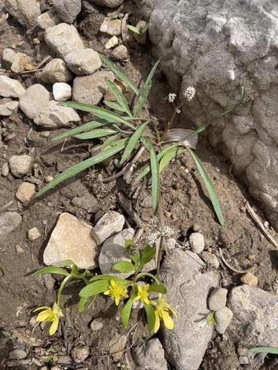Lomatium linearifolium, photographed by crothfels