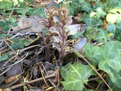 Orobanche hederae, photographed by Jason Grant