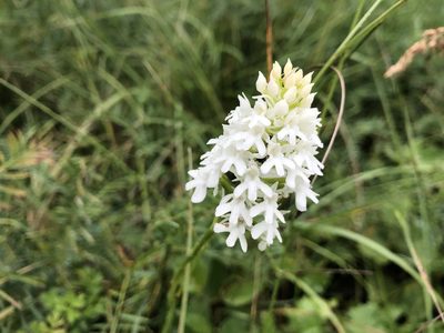 Anacamptis pyramidalis, photographed by Jason Grant