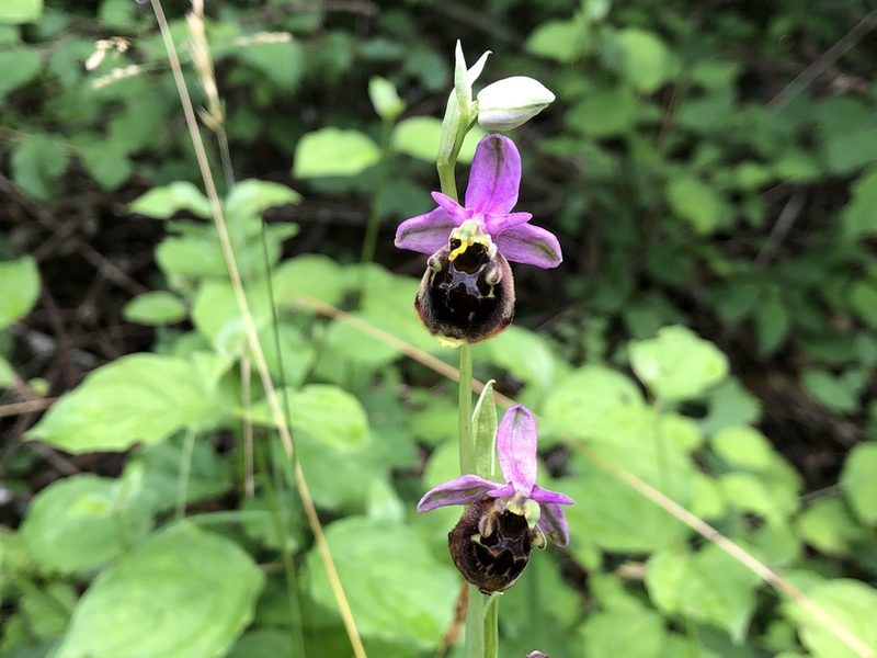 Ophrys holosericea, photographed by Jason Grant