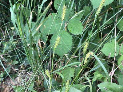 Carex hirta, photographed by Jason Grant